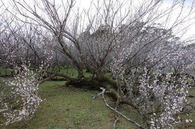 梅の花